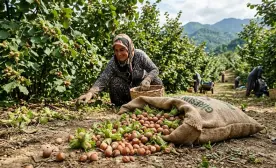 Kaliteli Bakım ve Yüksek Randıman Fındık Üreticisinin Yüzünü Güldürdü: Fiyat 280 Liraya Yaklaştı